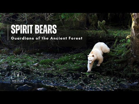 [Episode 3] Sasquatch and Spirit Bears: Canada’s Cryptic&nbsp;Creatures